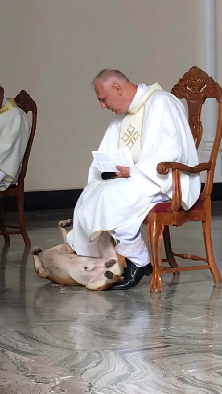 Perrito en la misa Perrito en la misa