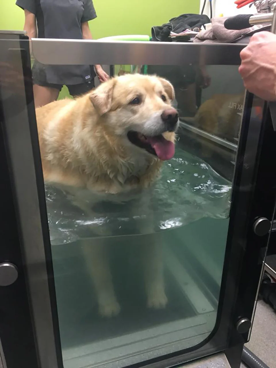 Perrito practicando hidroterapia