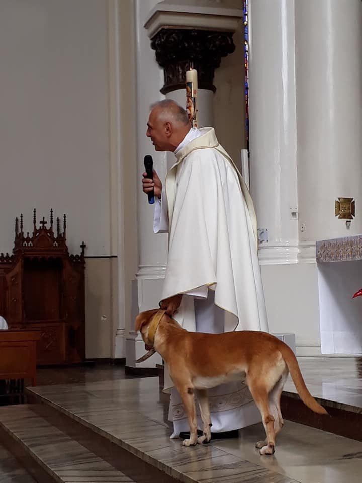 Perro en la misa Perro en la misa