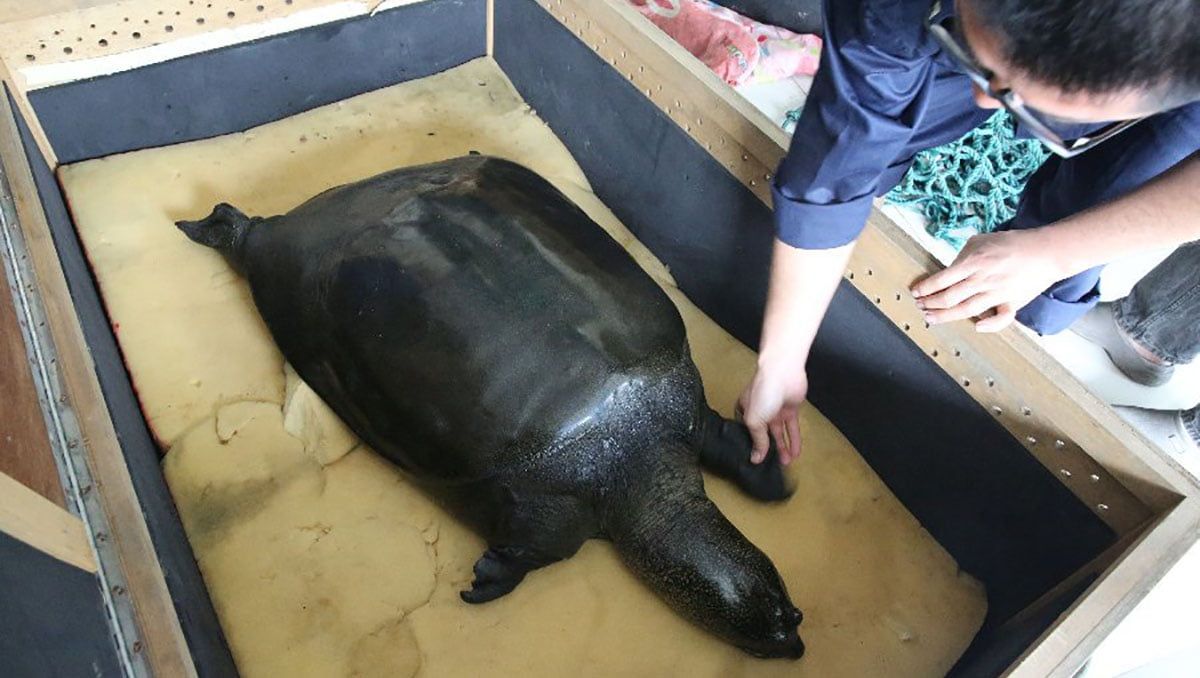 Última hembra de este tipo raro de tortuga ha fallecido