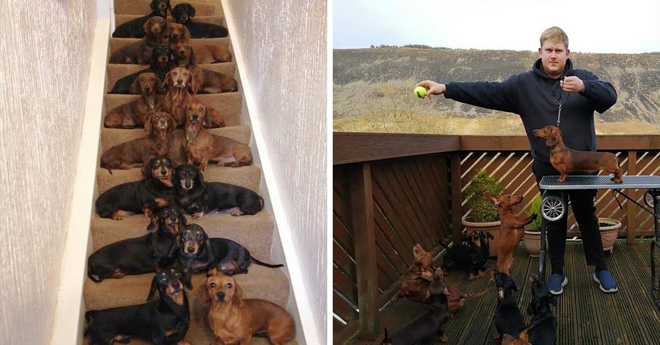 Adolescente logró capturar la foto perfecta de sus 16 perros salchicha