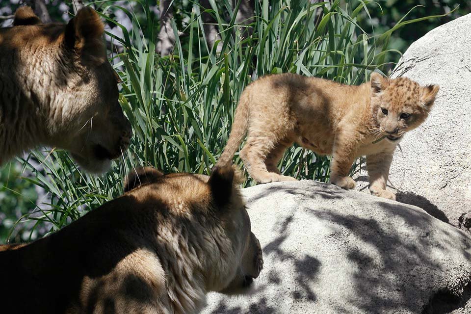 Este es el adorable cachorro de león usado como modelo de Simba para el remake de El Rey León 9 Adorable león