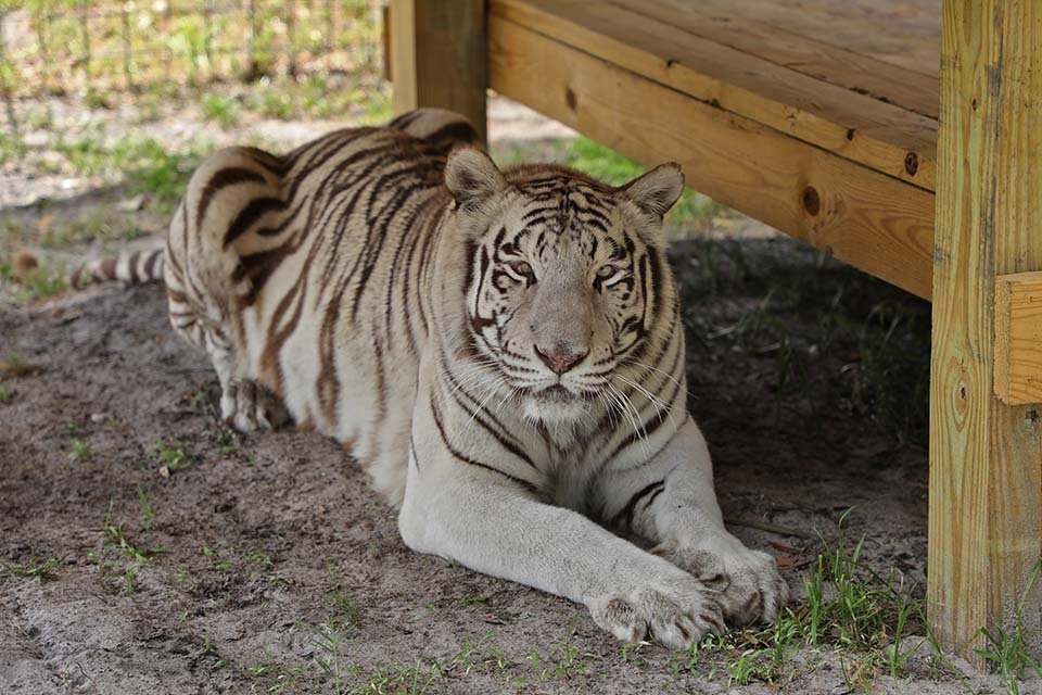 Tigresa blanca rescatada lleva sus juguetes favoritos a todas partes 12 Adorable tigre blanco