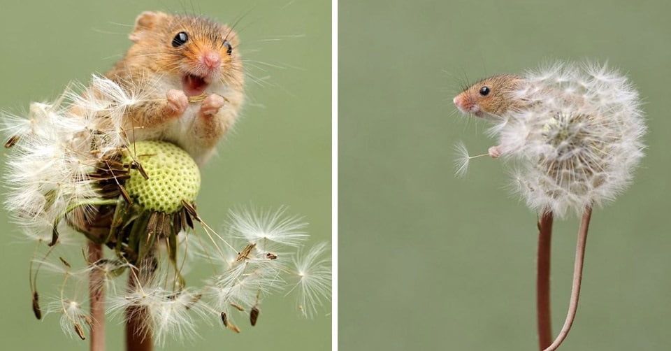 Adorables imágenes de ratones espigueros se han robado el corazón de todos