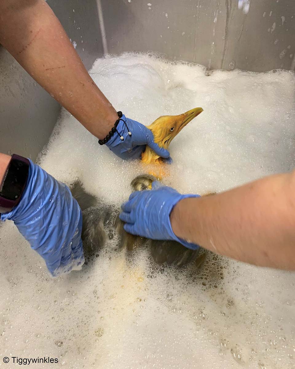 Personas se llevaron una gran sorpresa al descubrir la verdad sobre una "ave exótica" rescatada 5 Baño a gaviota