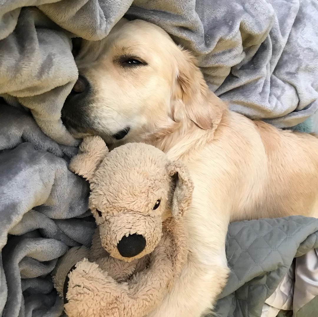 Barley durmiendo con Fluffy