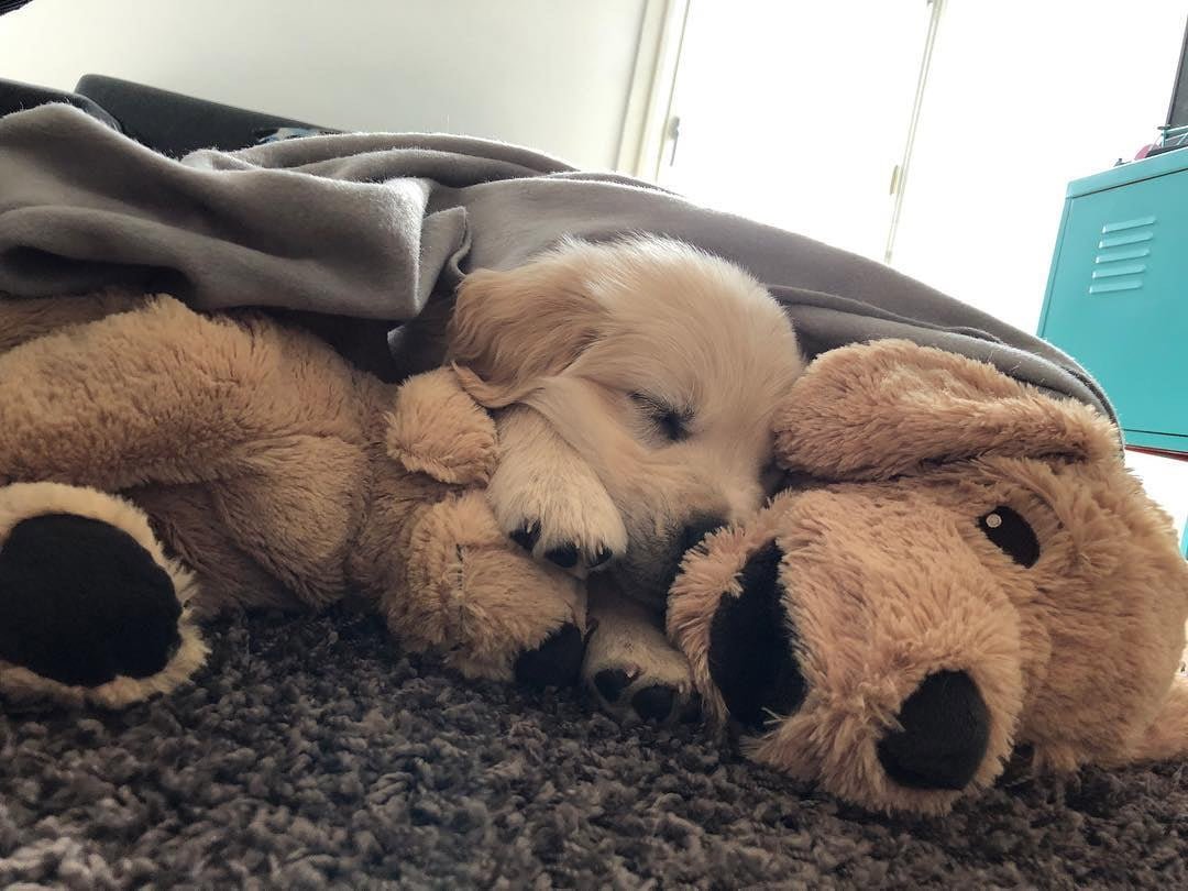 Barley no deja a Fluffy
