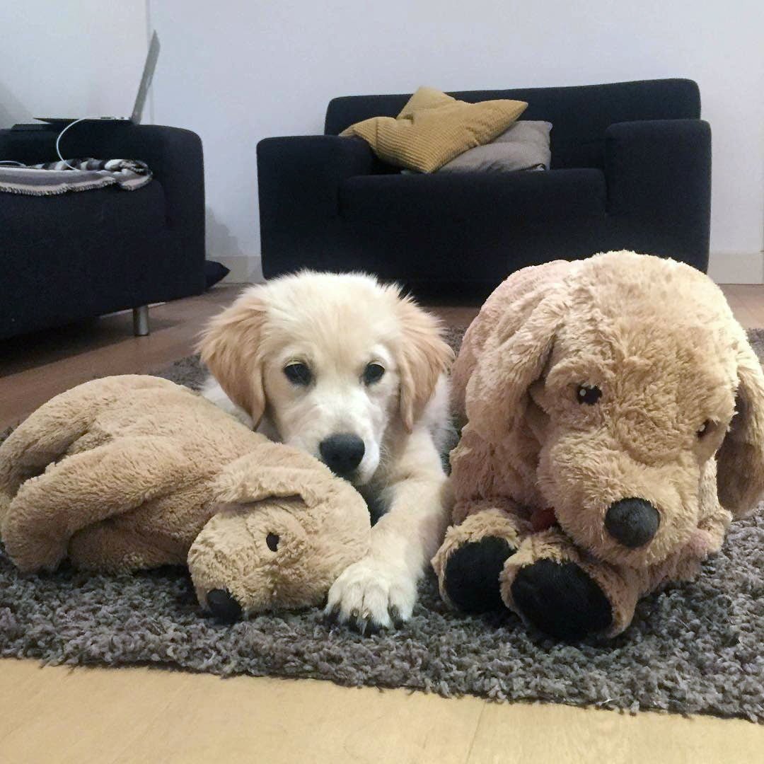 Barley pequeño y sus peluches