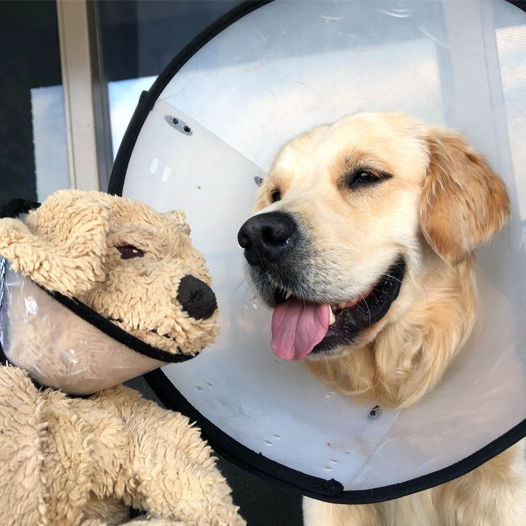 Barley y Fluffy con cono