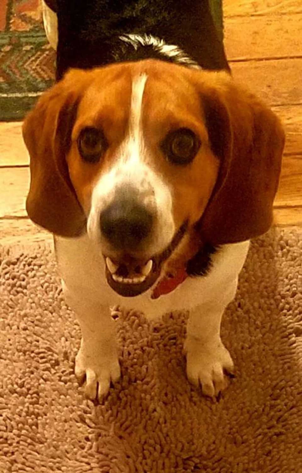 Hombre rescata a un beagle de ser sacrificado en un refugio y le agradece con un abrazo 7 Beagle rescatado
