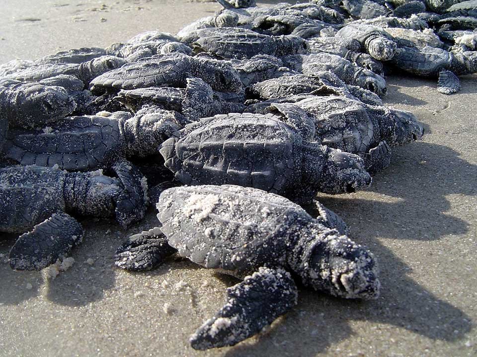 Crías de tortuga baula Crías de tortuga baula