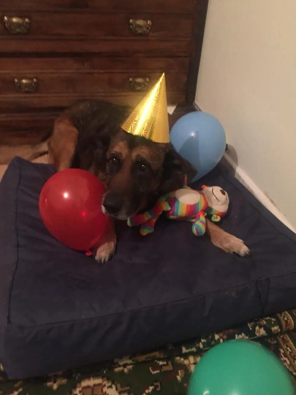 Cumpleaños perrito