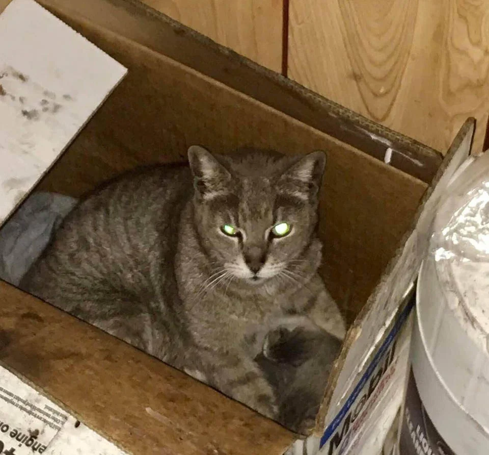 Gatita es feliz de ser rescatada junto a sus bebés después de años vagando en la calle 4 Delancey fue capturada