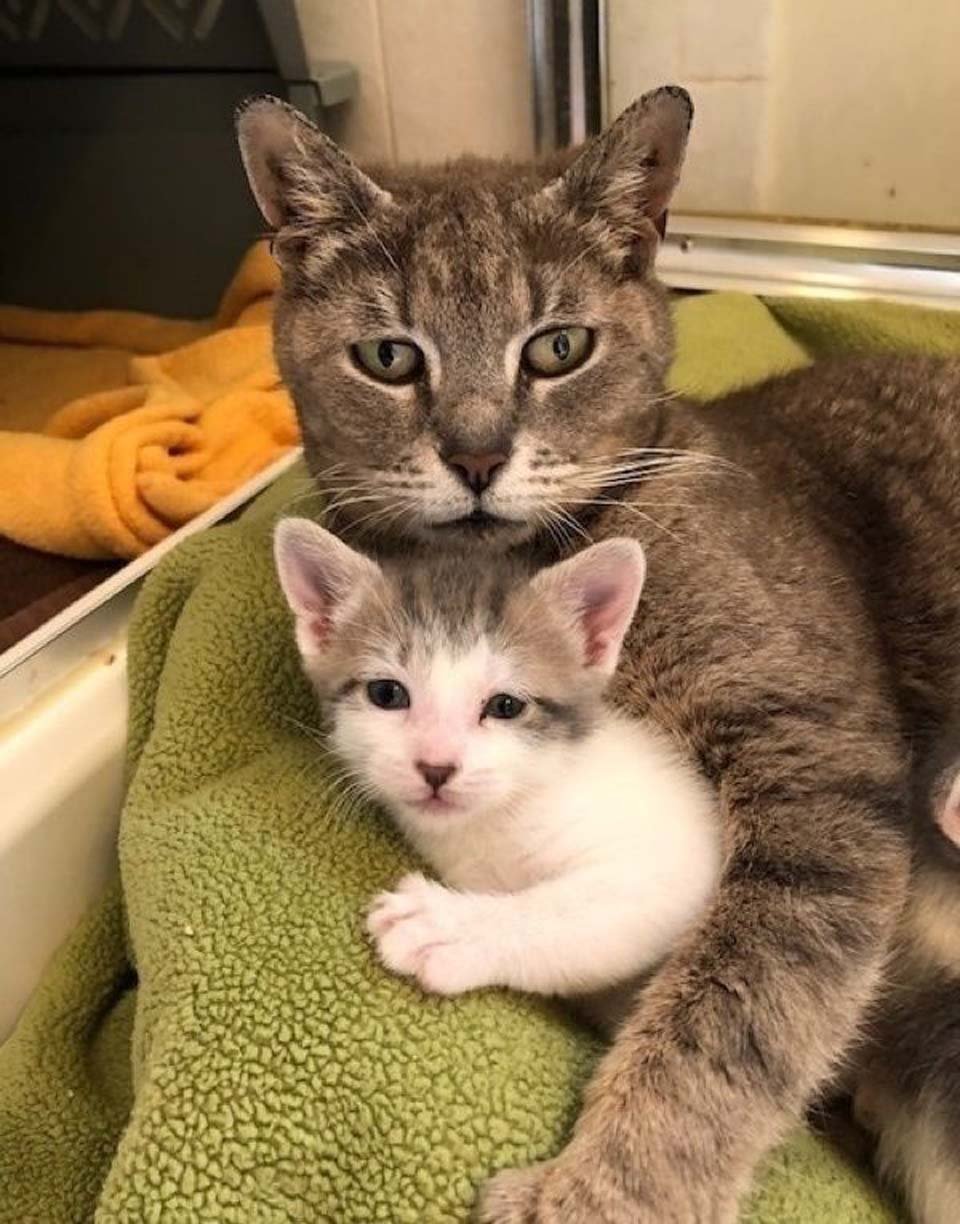 Gatita es feliz de ser rescatada junto a sus bebés después de años vagando en la calle 15 Delancey y su bebé