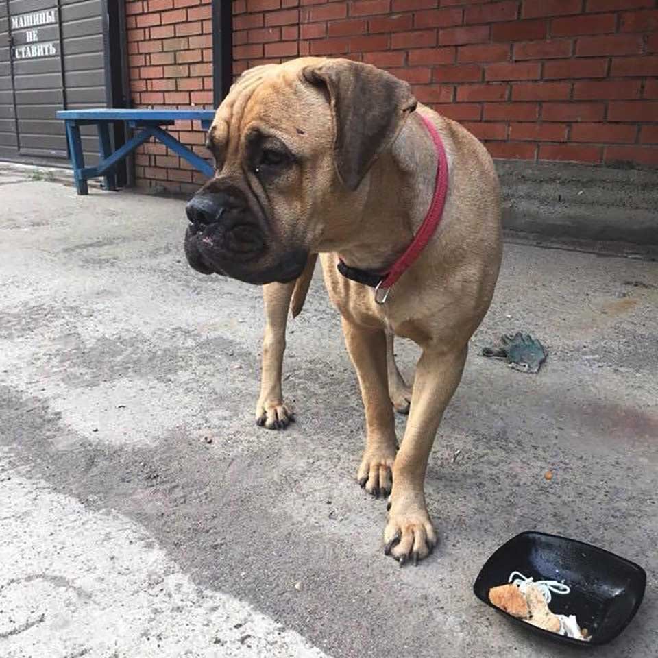 Perrita caminó más de 200 km con "lágrimas en los ojos" para buscar a quien la abandonó 22 Es una perrita muy leal