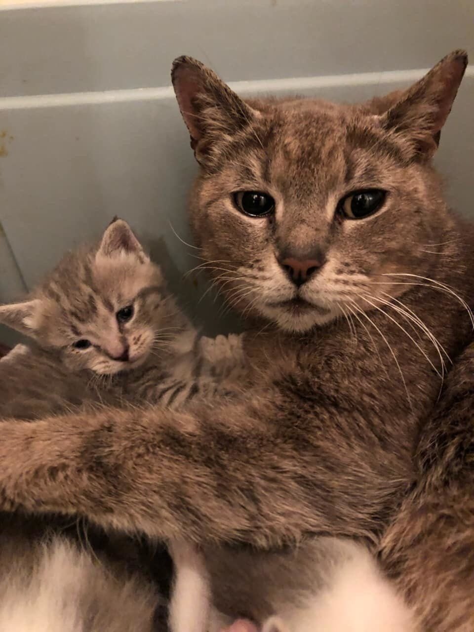 Gatita es feliz de ser rescatada junto a sus bebés después de años vagando en la calle 12 Felina y su bebé