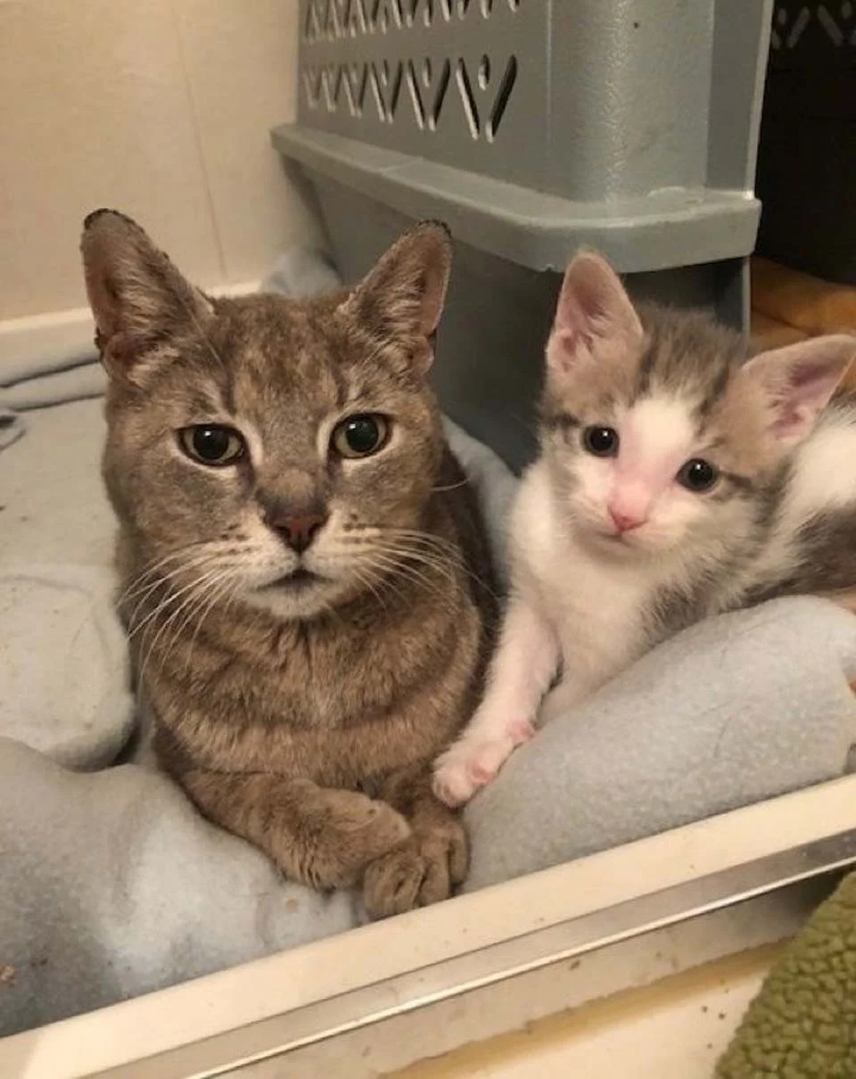 Gatita es feliz de ser rescatada junto a sus bebés después de años vagando en la calle 7 Felinos