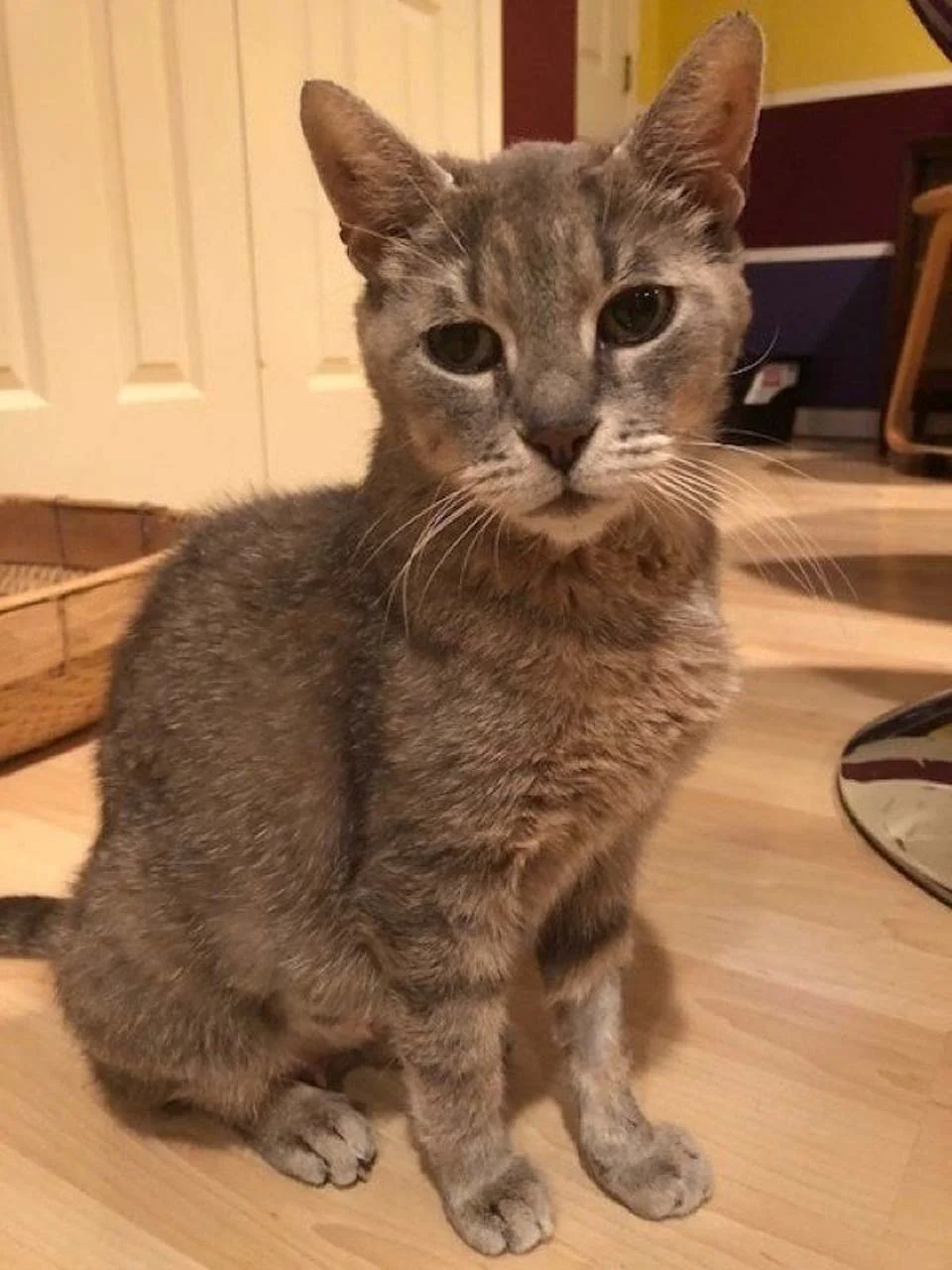 Gatita es feliz de ser rescatada junto a sus bebés después de años vagando en la calle 1 Gatita