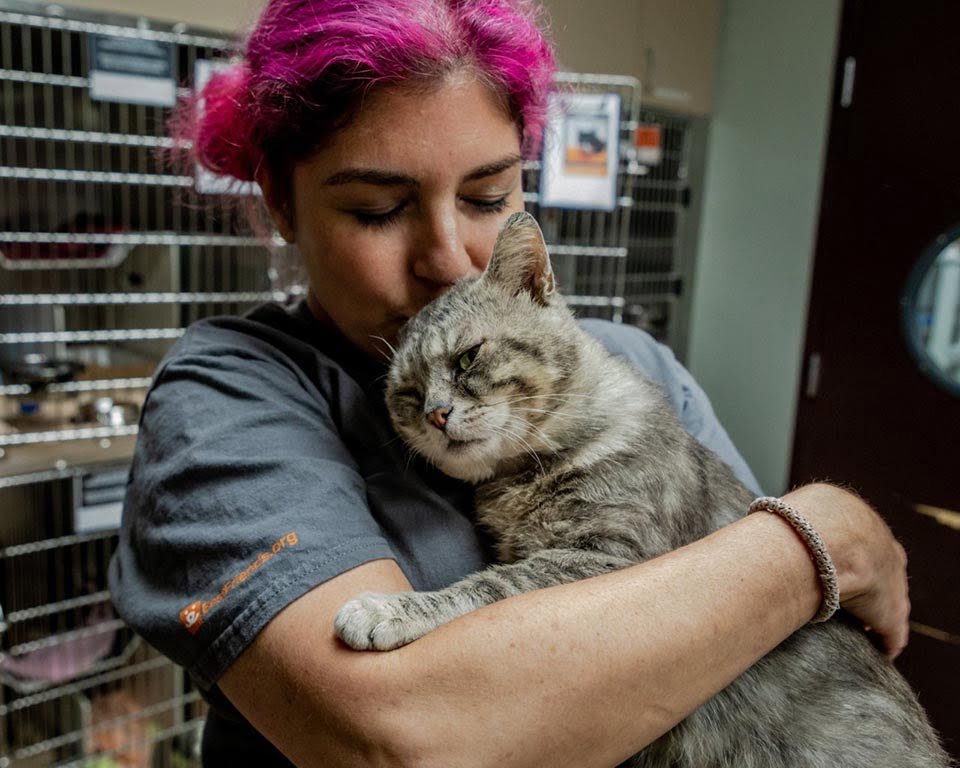 Gato sin hogar no para de abrazar a todos los que se encuentra desde que fue rescatado 8 Gato adorable se deja abrazar