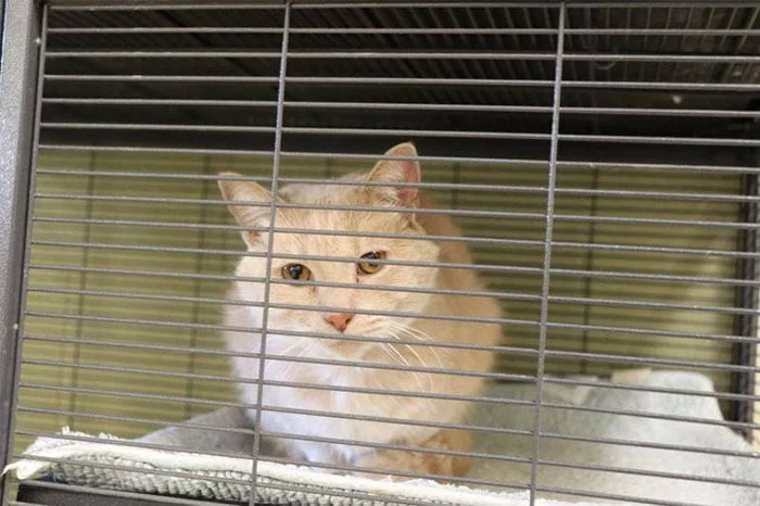 Gato del refugio Gato del refugio