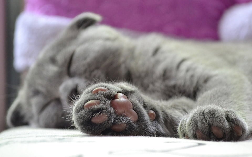 Gato gris