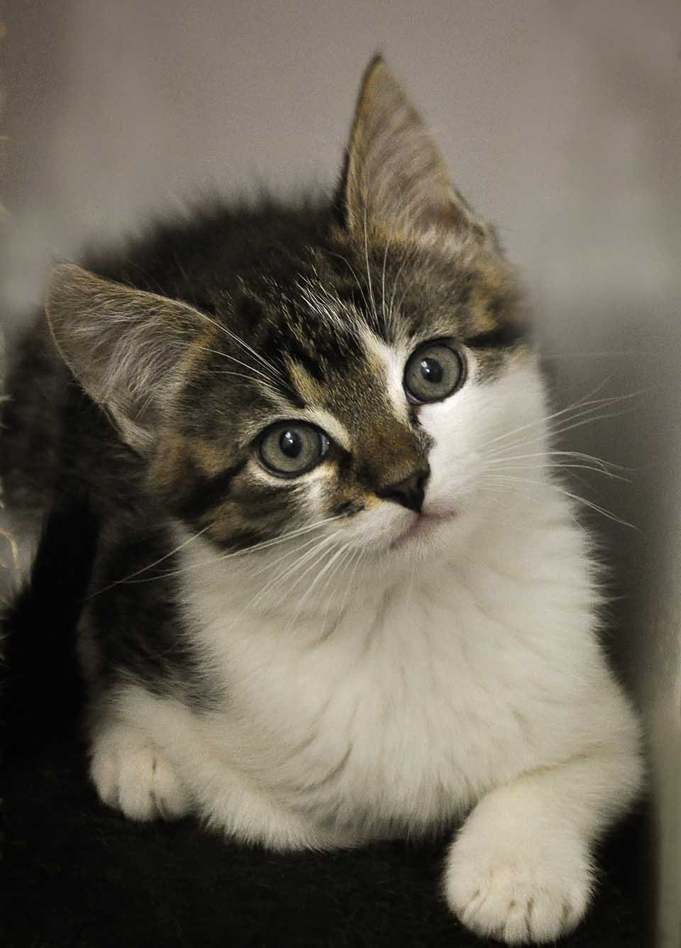 Gato pequeño