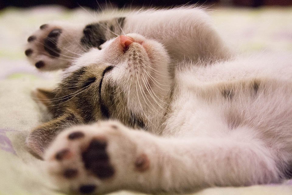 Gato tierno