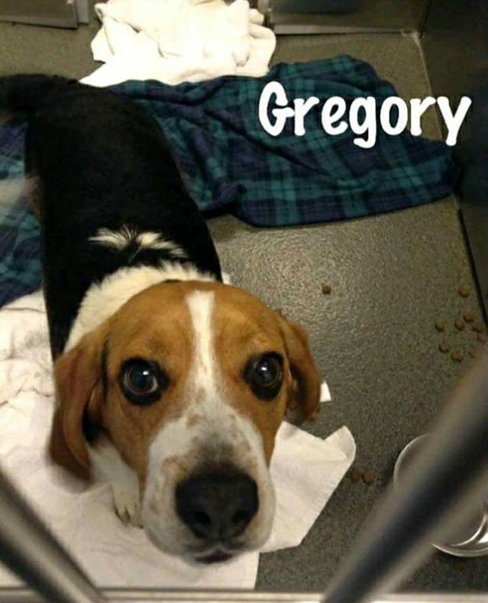 Hombre rescata a un beagle de ser sacrificado en un refugio y le agradece con un abrazo 8 Gregory