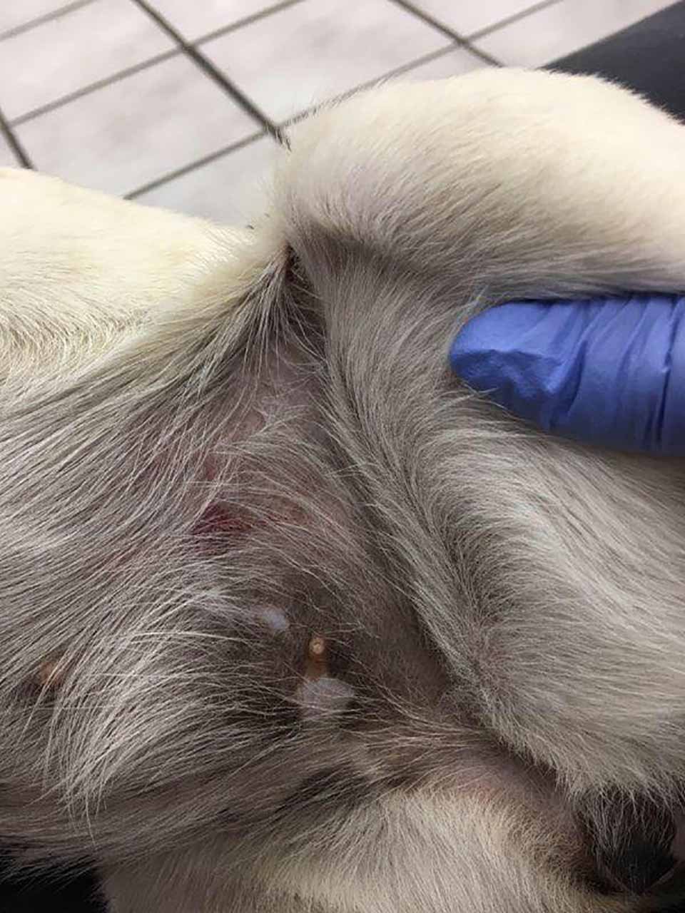 Perrita es encontrada a un lado del camino con su boca y ojos sellados con pegamento 5 Heridas perrita