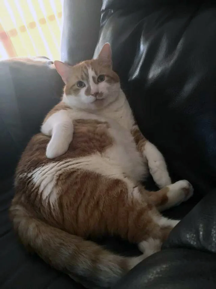 Hubert gordo Hubert gordo