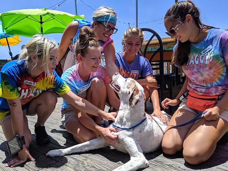 Familia le brinda a su perro con una enfermedad terminal el mejor fin de semana 12 Jóvenes acarician a perrito con cáncer