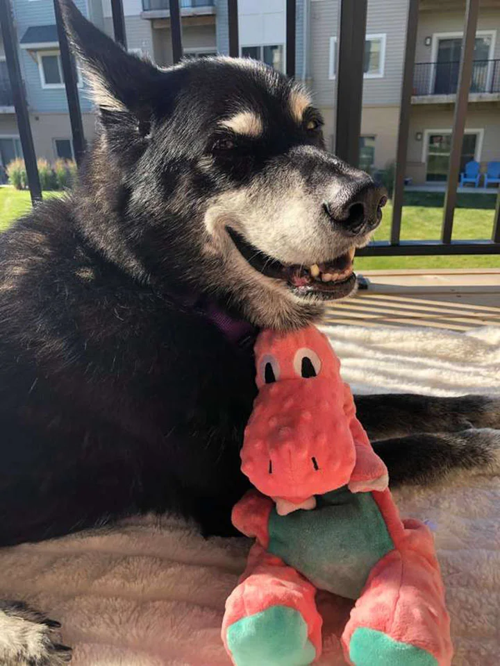 Kairi y su dinosaurio