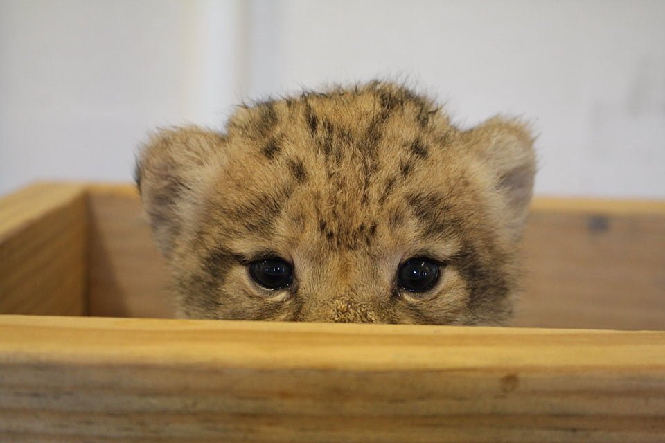 Este es el adorable cachorro de león usado como modelo de Simba para el remake de El Rey León 8 León cachorro en un cajón