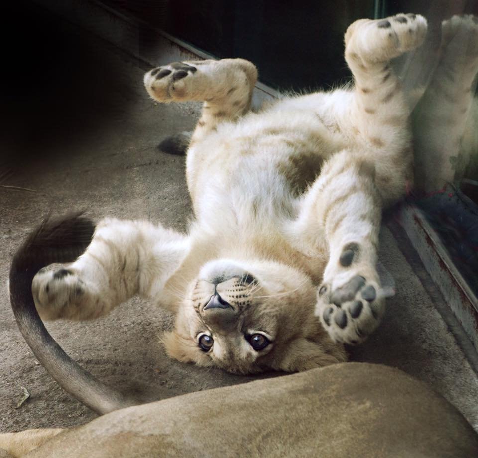 Este es el adorable cachorro de león usado como modelo de Simba para el remake de El Rey León 11 León cachorro juega en el piso
