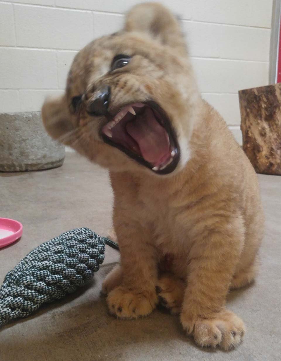 Este es el adorable cachorro de león usado como modelo de Simba para el remake de El Rey León 7 Loen cachorro muestra sus colmillos