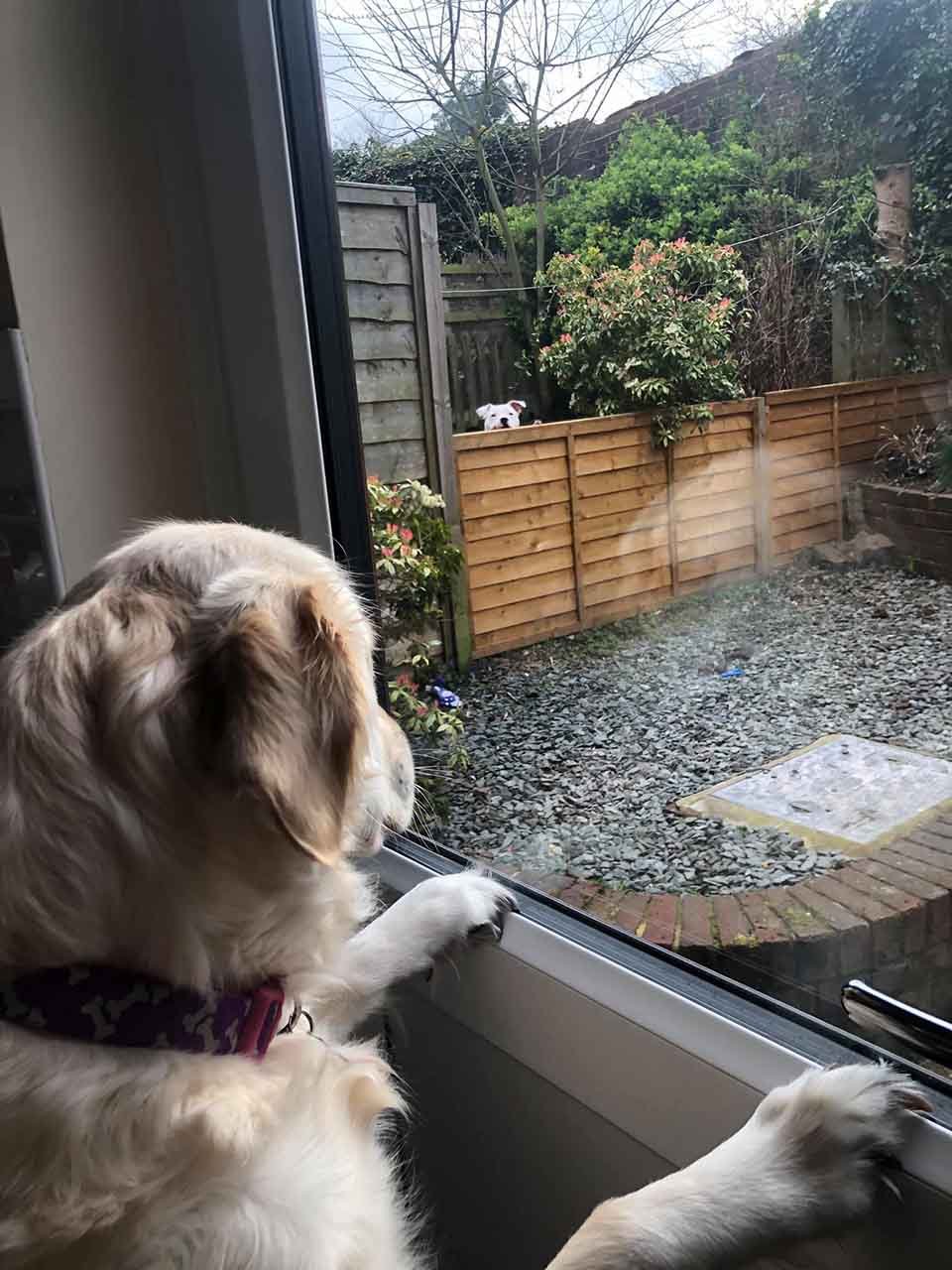 Golden retriever se enamora del perro de al lado y es como un cuento de hadas 11 Lola mira por su ventana