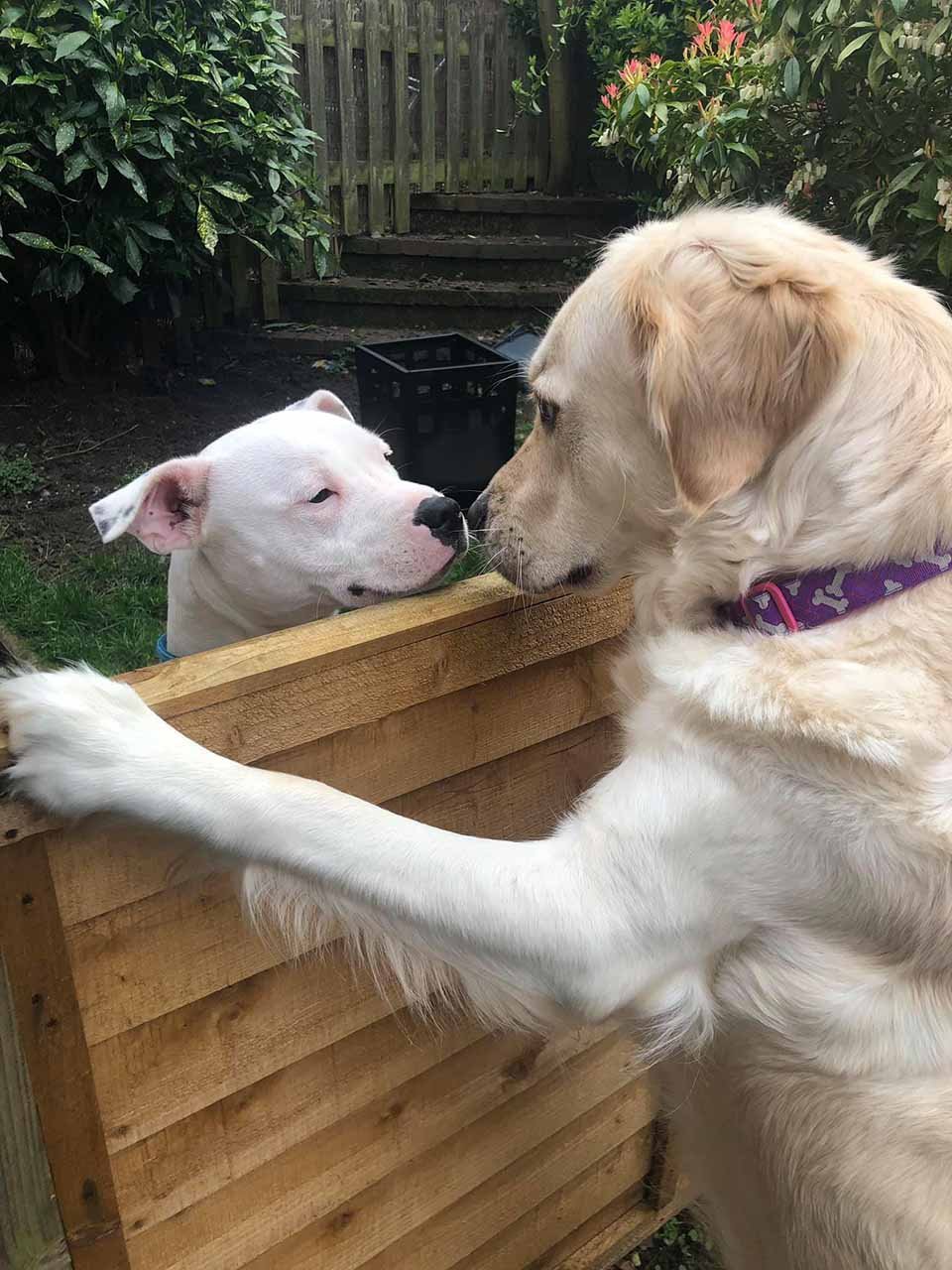 Golden retriever se enamora del perro de al lado y es como un cuento de hadas 9 Lola y Loki se saludan