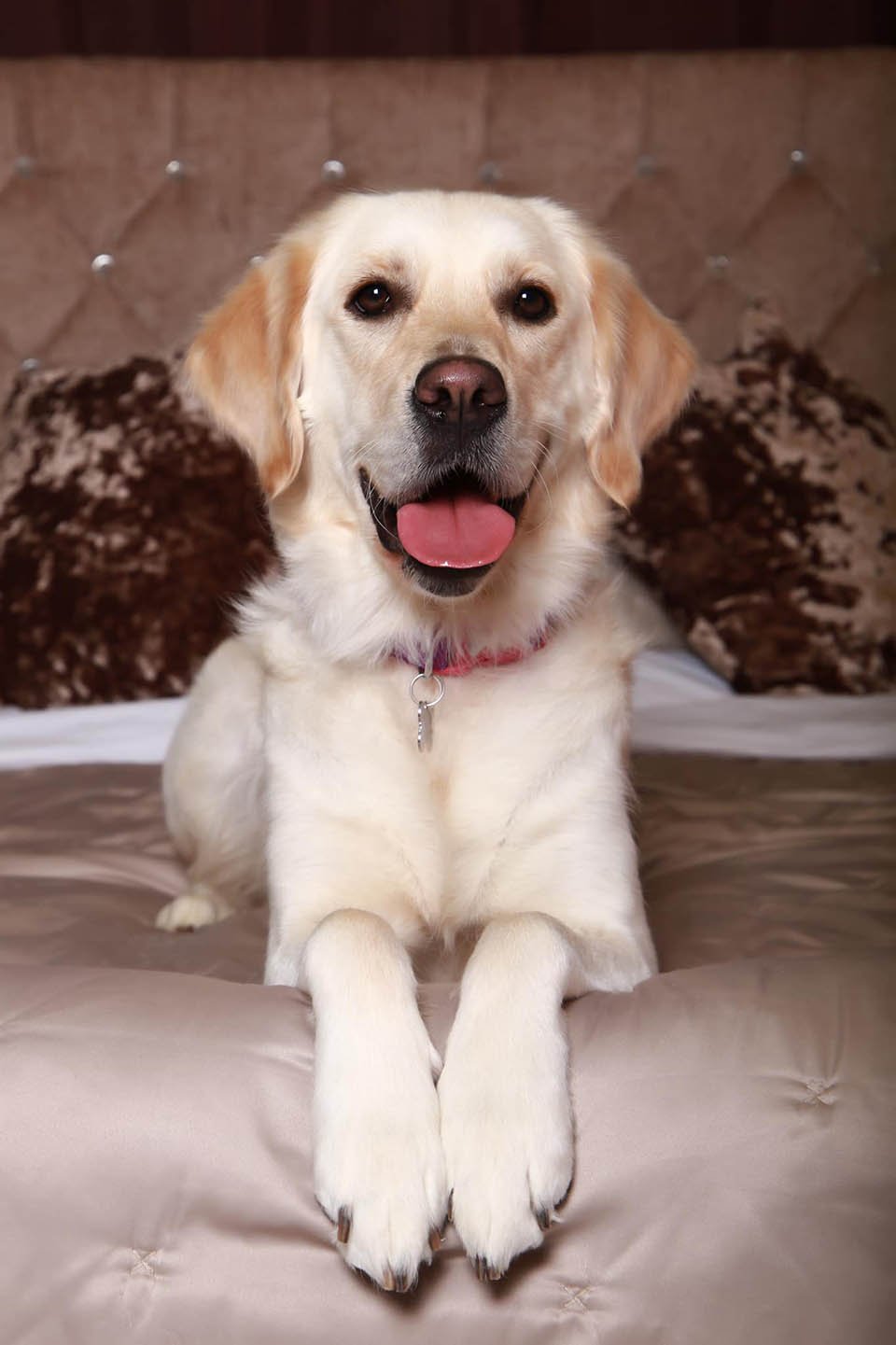 Golden retriever se enamora del perro de al lado y es como un cuento de hadas 7 Lola