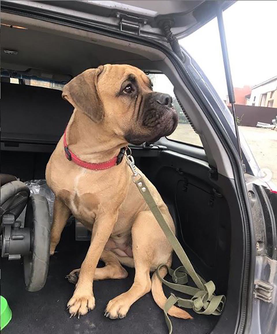 Perrita caminó más de 200 km con "lágrimas en los ojos" para buscar a quien la abandonó 20 Maru