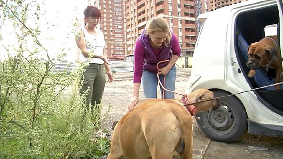Perrita caminó más de 200 km con "lágrimas en los ojos" para buscar a quien la abandonó 12 Maru conoce a sus padres