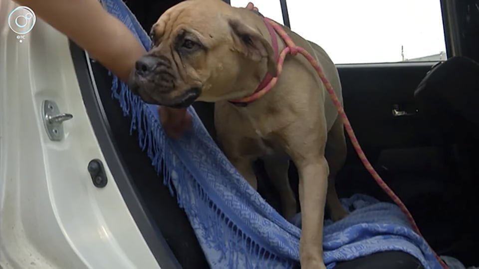Perrita caminó más de 200 km con "lágrimas en los ojos" para buscar a quien la abandonó 17 Maru llega a Novosibirsk