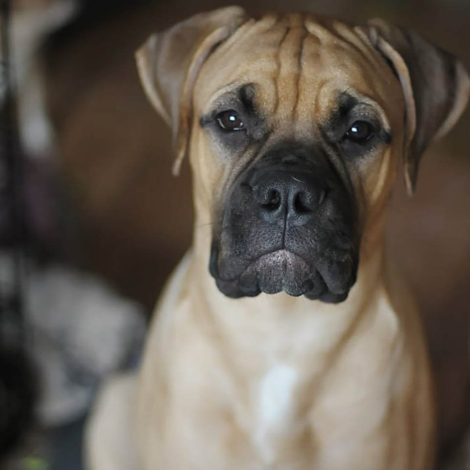 Perrita caminó más de 200 km con "lágrimas en los ojos" para buscar a quien la abandonó 14 Maru perrita camina 125 millas