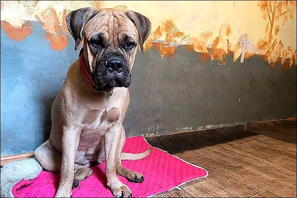 Perrita caminó más de 200 km con "lágrimas en los ojos" para buscar a quien la abandonó 19 Maru perrita en refugio