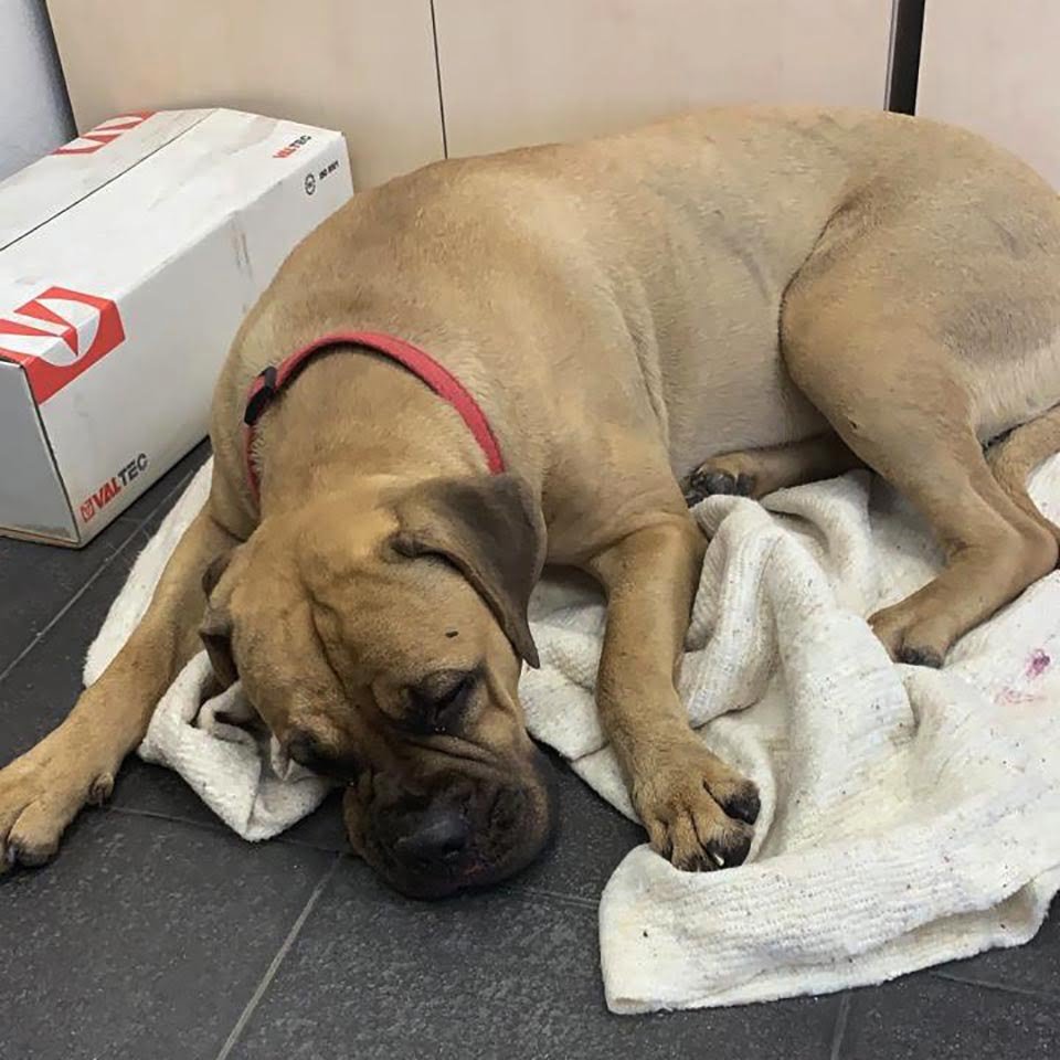 Perrita caminó más de 200 km con "lágrimas en los ojos" para buscar a quien la abandonó 18 Maru se encuentra herida