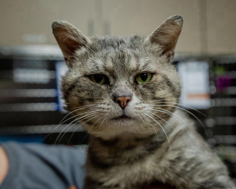 Gato sin hogar no para de abrazar a todos los que se encuentra desde que fue rescatado 10 McCheeks es un gato rescatado de la calle