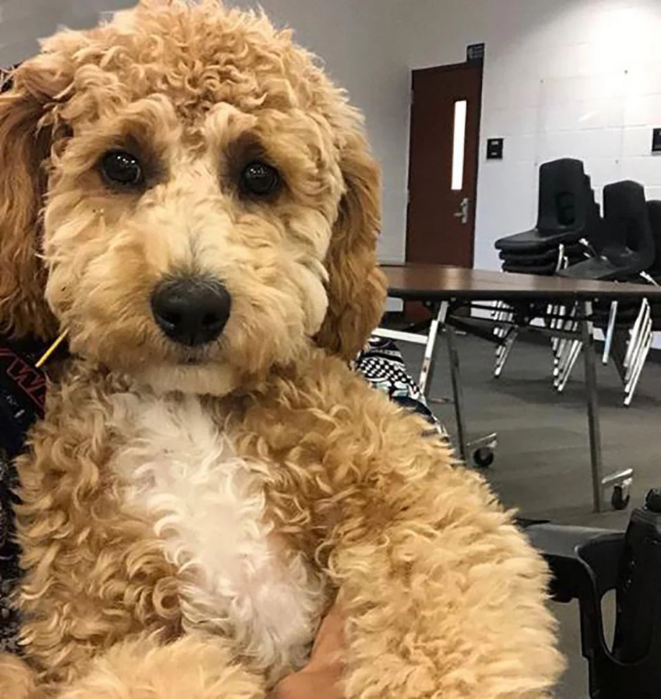 Perro de asistencia tiene la reacción más dulce al recibir una videollamada de mamá 2 Moxie linda perrita de asistencia