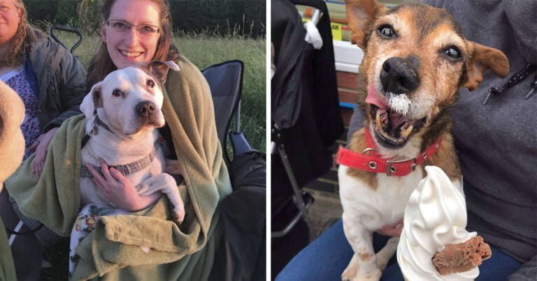 Mujer abre hospicio para perros abandonados para cuidarlos en sus últimos días
