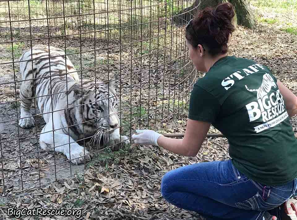 Tigresa blanca rescatada lleva sus juguetes favoritos a todas partes 10 Mujer cuida a tigre blanco