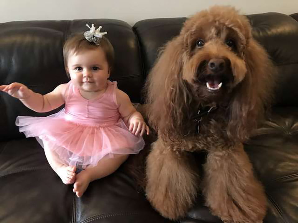 Perrito se levanta durante la noche para ayudar a dormir a una niña que llora 6 Niña y perrito en sofá