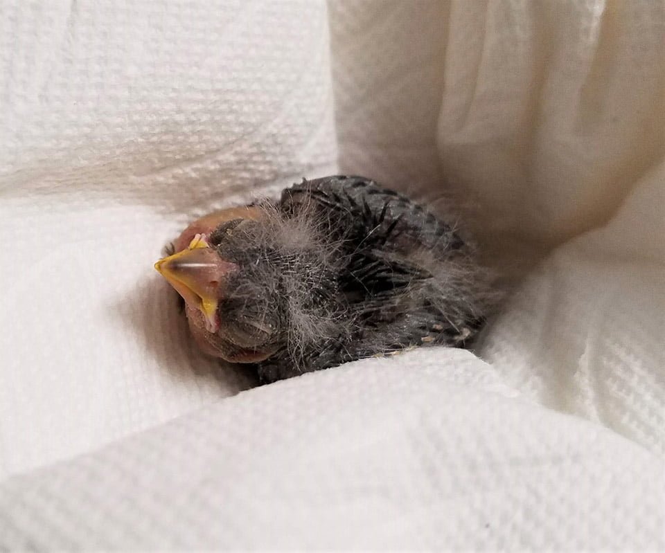 Pajarito enviado en Uber